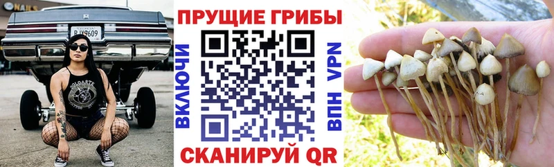 MEGA ТОР  Хабаровск  Галлюциногенные грибы Cubensis 